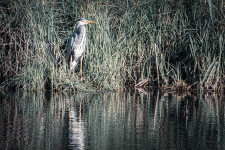 鸟类学 动物群 公园 湿地 动物 鸟类 伟大的 沼泽 佛罗里达州