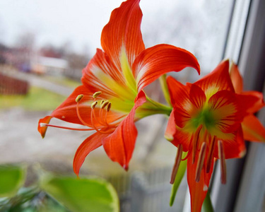 花园 河马 植物区系 园艺 百合花 美女 开花 春天 季节