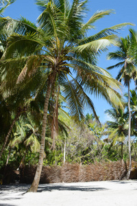 天堂 假期 热带 椰子 绿松石 夏天 太阳 放松 旅游业