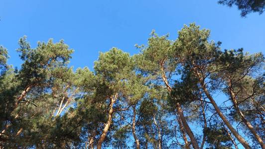 天空 春天 松树 王冠