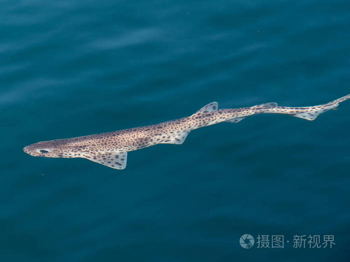 动物群 捕食者 自然 生活 特写镜头 动物 海鲜 食物 海的