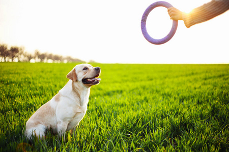 宠物 外部 运动 犬科动物 夏天 拉布拉多 紫色 繁殖 乐趣