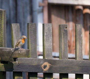 近距离拍摄欧洲知更鸟，栖息在木板围栏上。米色背景，复制空间。