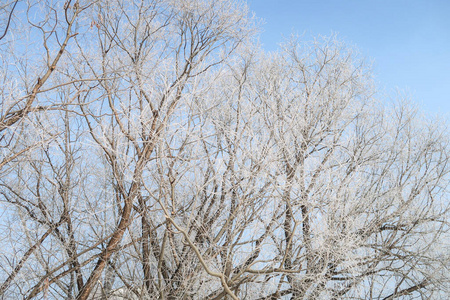 季节 天空 森林 冷冰冰的 天气 白霜 植物 分支 场景