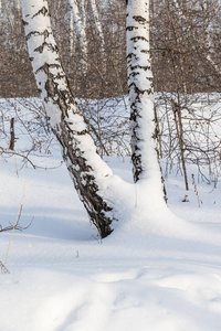 季节 自然 分支 天空 天气 公园 风景 木材 白霜 寒冷的