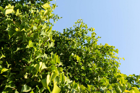 阳光 花的 植物学 树叶 植物区系 花园 植物 公园 季节