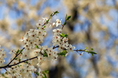 春花樱桃李