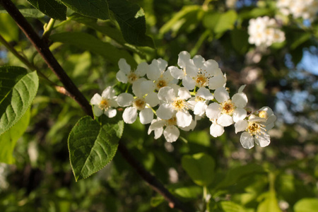 樱花 植物区系 开花 春天 特写镜头 盛开 花的 植物 美丽的