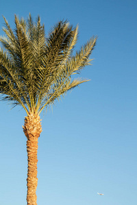天空 春天 旅游业 假期 太阳 海滩 树干 阳光 热带 树叶