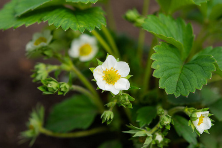 生态 农事 领域 植物学 花园 植物 水果 农场 开花 幼苗