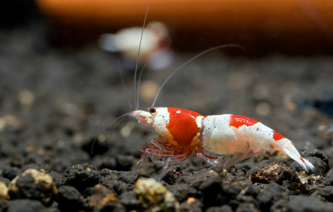 生活 特写镜头 植物 甲壳类动物 水族馆 野生动物 对虾