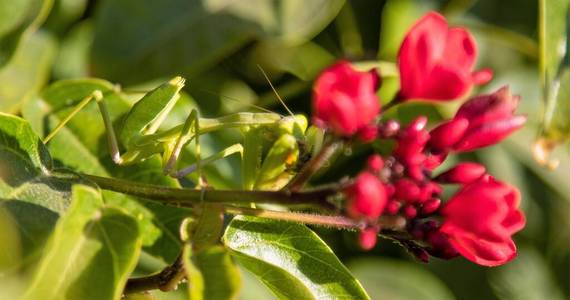 花园 生物学 无脊椎动物 动物 肖像 野生动物 植物 食肉动物