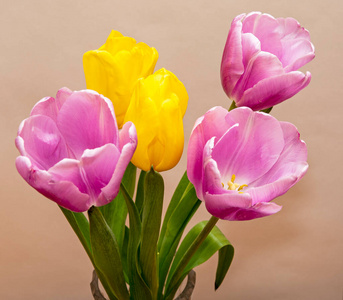 花束 紫色 自然 特写镜头 花瓣 礼物 庆祝 浪漫的 母亲