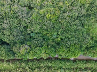 储备 生物学 保护 风景 公园 生态学 纹理 植物 荒野