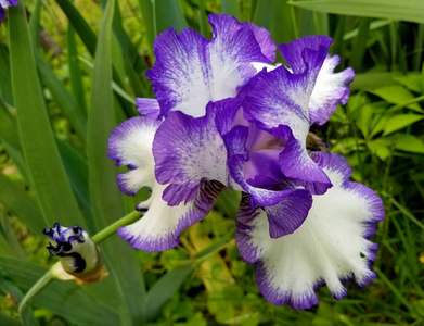 植物 美女 植物区系 紫色 花园 盛开 花瓣 自然 美丽的