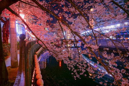 风景 花瓣 樱花 皮革 神奈川 粉红色 植物 横滨 樱桃