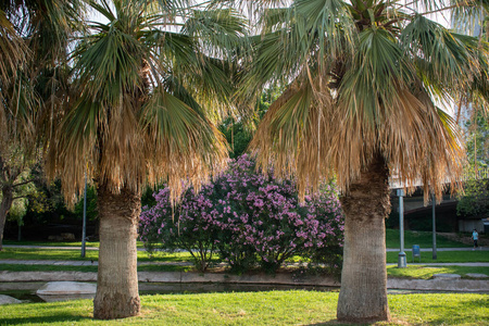 美丽的 植物 假期 颜色 植物区系 旅行 夏天 开花 花园