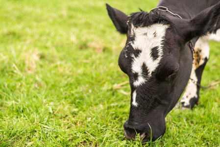 荷斯坦 吃草 草地 领域 乡村 黑白 奶牛 哺乳动物 农场