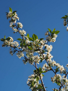 园艺 植物 日本 植物区系 花的 天空 自然 特写镜头 新的
