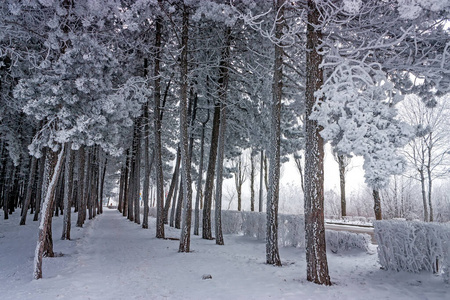 场景 分支 冷冰冰的 松木 森林 风景 自然 木材 寒冷的