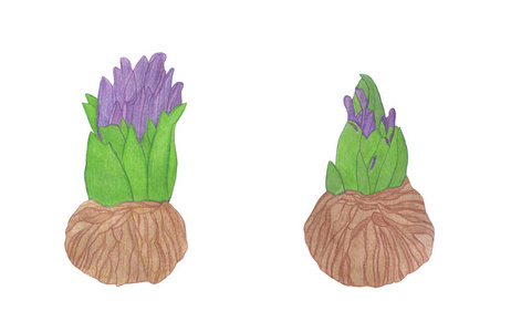 手绘风信子图片