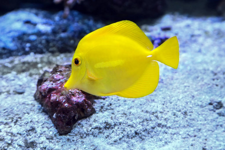 自然 潜水 动物 海的 海底 暗礁 珊瑚 水下 水族馆 游泳