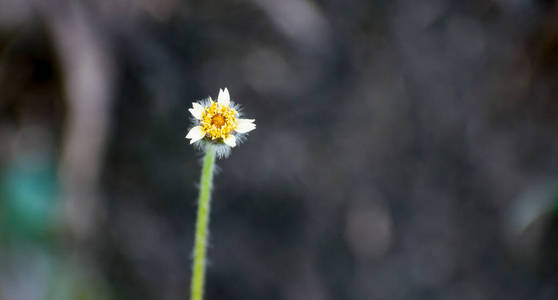 自然 盛开 植物区系 花瓣 美丽的 插图 洋甘菊 墙纸 特写镜头