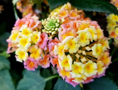 夏天 植物学 粉红色 颜色 季节 花瓣 美丽的 特写镜头