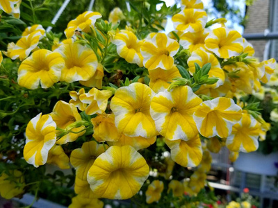 特写镜头 花园 小花矮牵牛 植物学 美丽的 开花 花瓣 夏天