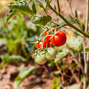 成长 番茄 维生素 收获 花园 西红柿 生长 素食主义者