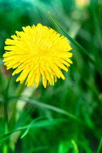 颜色 植物区系 花园 环境 花瓣 生长 美丽的 草本植物