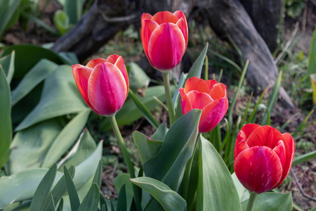 郁金香 花束 花园 美丽的 植物 植物区系 花的 自然 颜色