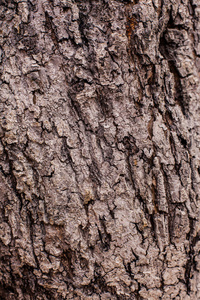 环境 树干 墙纸 树皮 自然 皮肤 木材 古老的 植物 材料