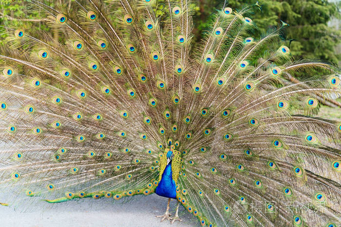 孔雀尾视图孔雀孔雀尾五颜六色