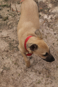 自然 犬科动物 鬣狗 宠物 哺乳动物 眼睛 毛皮 面对 食肉动物
