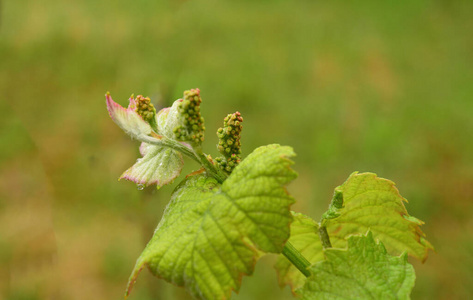 自然 植物区系 葡萄酒 春天 植物
