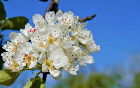 特写镜头 美女 花的 花园 自然 樱桃 生长 分支 开花