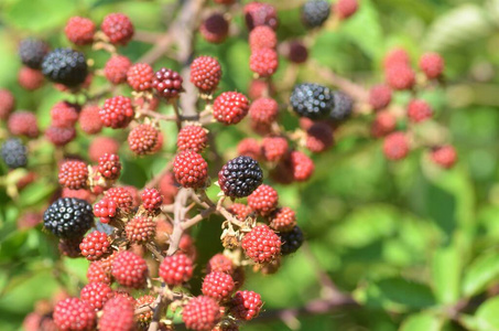 颜色 美丽的 甜的 森林 黑莓水果 自然 维生素 水果 黑莓