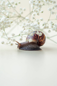 爬行 蜗牛 鼻涕虫 野生动物 可爱的 春天 模糊 自然 花园