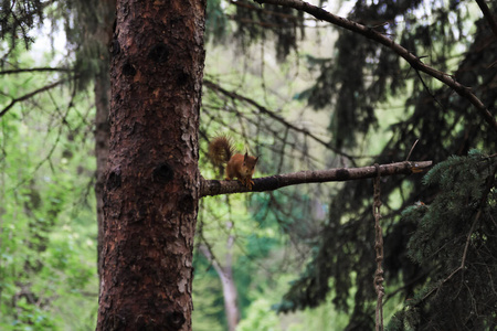 夏天 哺乳动物 毛皮 森林 秋天 自由 啮齿动物 有趣的