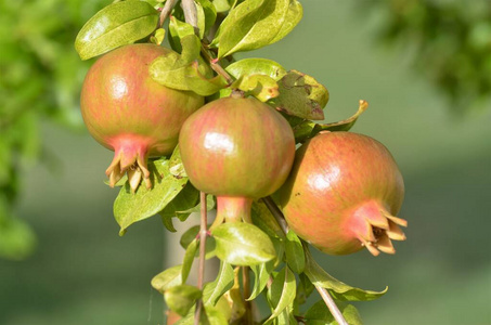 维生素 甜的 农场 蔬菜 季节 分支 花园 美味的 水果