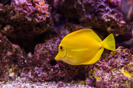 环境 海底 水下 动物 水族馆 游泳 珊瑚 暗礁 自然 颜色