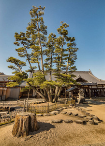 日本人 佛教 地标 亚洲 佛教徒 建筑 历史的 宝塔 神道教