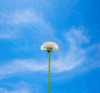 紫色 开花 幼苗 可爱的 日落 花瓣 季节 自然 婚礼 颜色