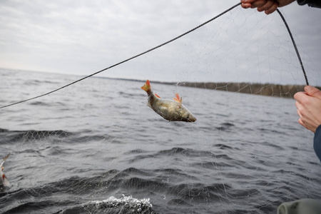 阳光早晨送鱼来图片