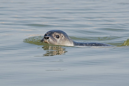 繁殖 生物 秋天 沿海 可爱极了 幼犬 野生动物 海滩 自然