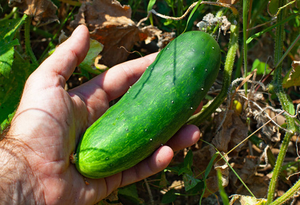 作物 园丁 夏天 采摘 素食主义者 生长 树叶 蔬菜 自然