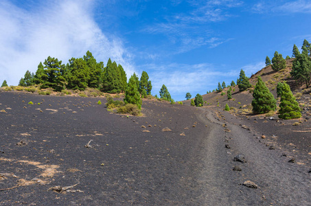 国家的 西班牙 假期 松木 天空 旅行 森林 公园 火山口