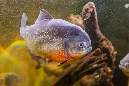 水下 自然 动物 生活 特写镜头 食人鱼 水族馆 野生动物