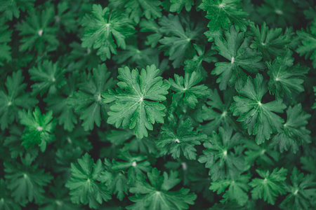 植物 特写镜头 春天 森林 季节 夏天 树叶 丛林 自然